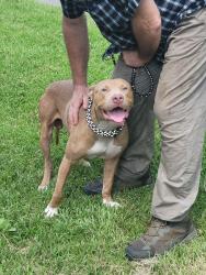 Found/Stray Male Dog last seen Broward boat ramp, Jacksonville, FL 32218