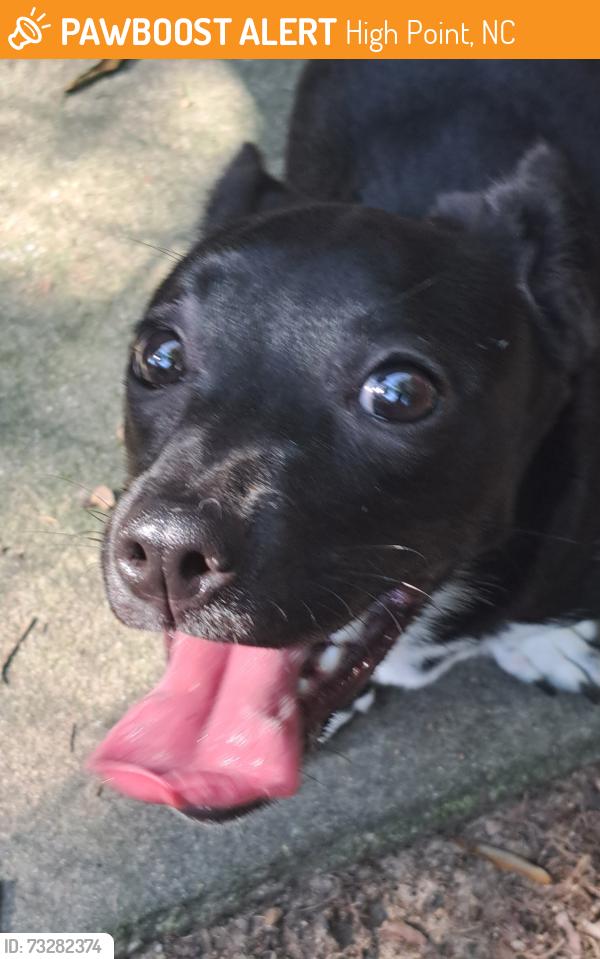 Found/Stray Unknown Dog last seen Madison St and Guilford Ave, High Point, NC 27262