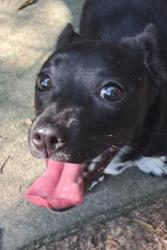 Found/Stray Unknown Dog last seen Madison St and Guilford Ave, High Point, NC 27262