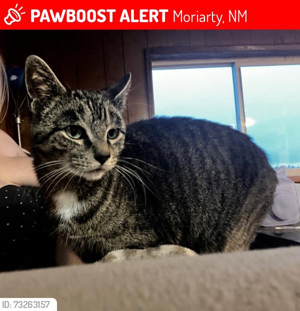 Lost Female Cat last seen Cedar Lane or Lexico, Indian Hills, NM 87035
