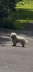 Found/Stray Unknown Dog last seen Coventry woods fern brook access entrance, Pottstown, PA 19465