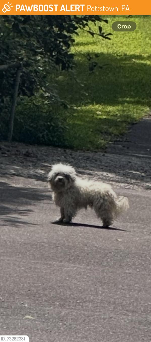 Found/Stray Unknown Dog last seen Coventry woods fern brook access entrance, Pottstown, PA 19465