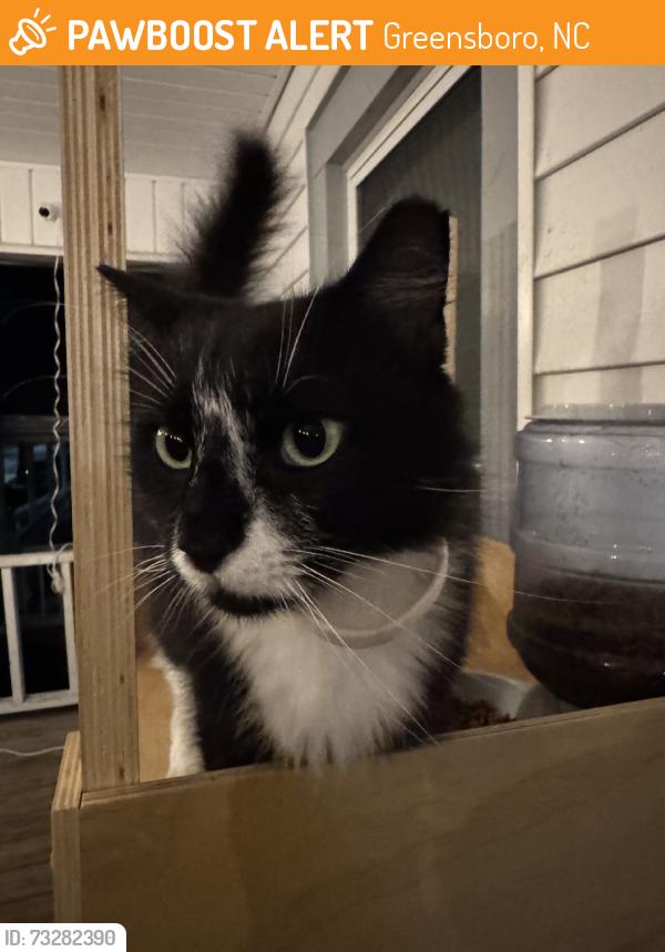 Found/Stray Unknown Cat last seen Union st, Greensboro, NC 27403
