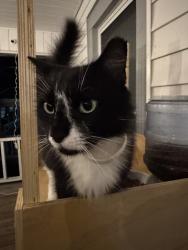 Found/Stray Unknown Cat last seen Union st, Greensboro, NC 27403