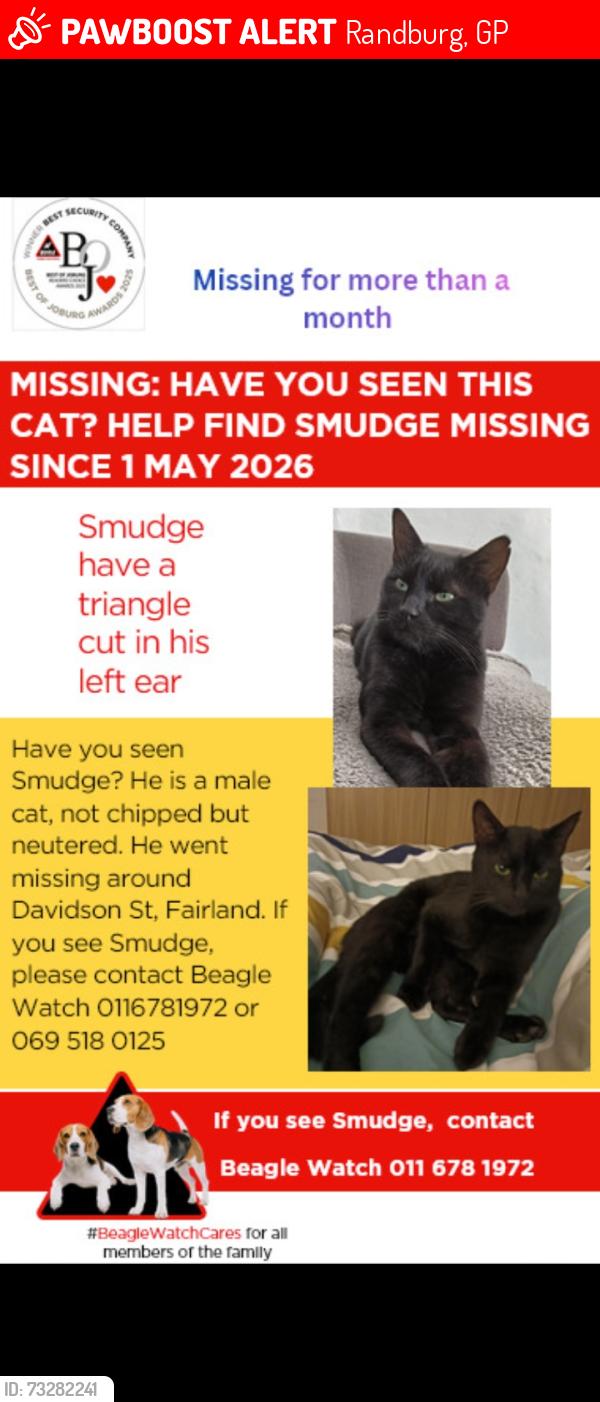 Lost Male Cat last seen Fairland police station, Randburg, GP 2030