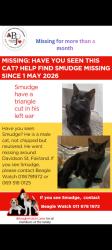 Lost Male Cat last seen Fairland police station, Randburg, GP 2030