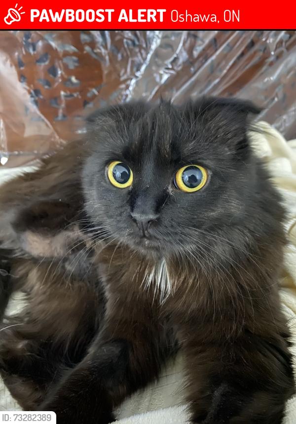 Lost Female Cat last seen Greenhill avenue Oshawa near Maxwell highschool, Oshawa, ON 
