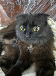 Lost Female Cat last seen Greenhill avenue Oshawa near Maxwell highschool, Oshawa, ON 