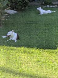 Found/Stray Male Dog last seen Andrew Avenue, Easley, SC 29640