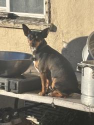 Lost Male Dog last seen Near 87th ave, Oakland, CA 94621