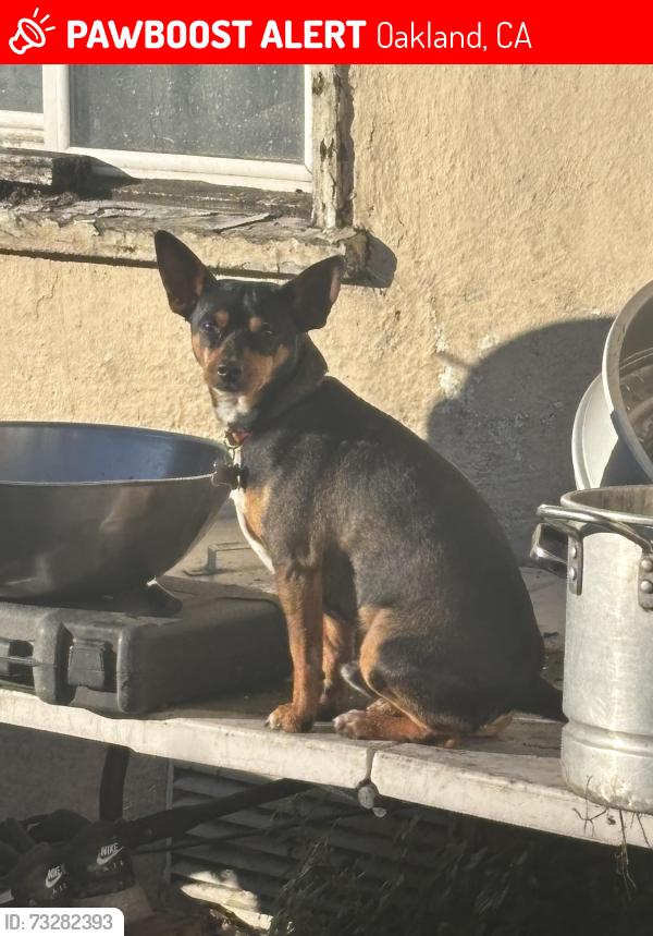 Lost Male Dog last seen Near 87th ave, Oakland, CA 94621
