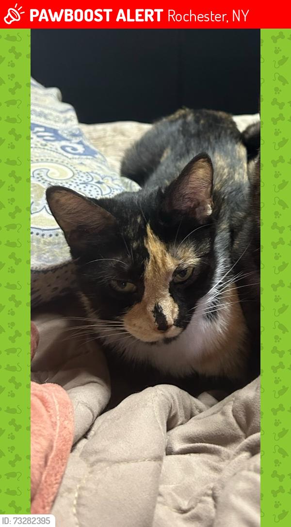 Lost Female Cat last seen Longpond kuhn, Rochester, NY 14606