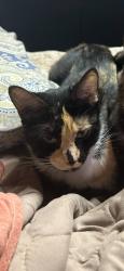 Lost Female Cat last seen Longpond kuhn, Rochester, NY 14606