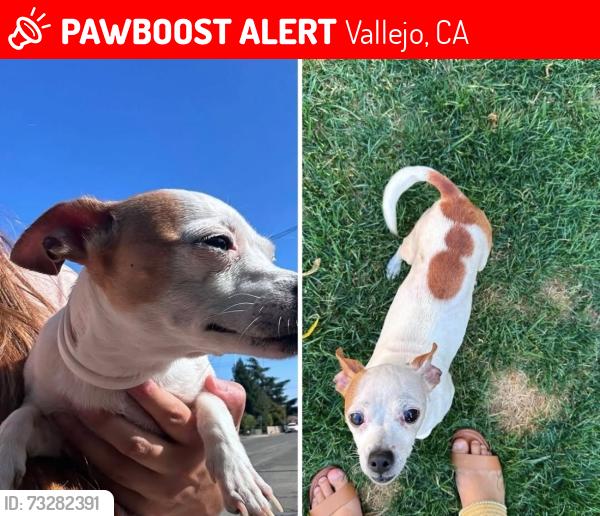 Lost Female Dog last seen Calaveras, Vallejo, CA 94590