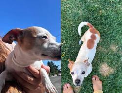 Lost Female Dog last seen Calaveras, Vallejo, CA 94590