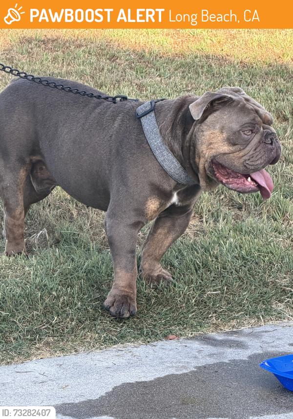 Found/Stray Male Dog last seen La jara st, Long Beach, CA 90805