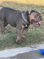 Found/Stray Male Dog last seen La jara st, Long Beach, CA 90805