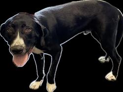 Shelter Stray Male Dog last seen , 1850 W 60th St, Los Angeles, CA 90047, USA