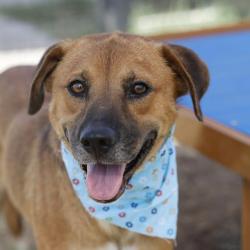 Shelter Stray Female Dog last seen S SAN JACINTO AND VERA CRUZ, 4710 TX-151, San Antonio, TX 78227, USA