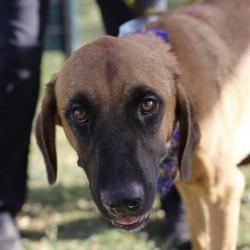 Shelter Stray Male Dog last seen INGRAM & 410, 4710 TX-151, San Antonio, TX 78227, USA