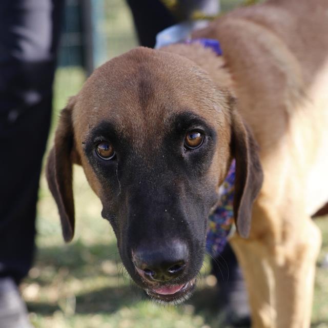 Shelter Stray Male Dog last seen INGRAM & 410, 4710 TX-151, San Antonio, TX 78227, USA