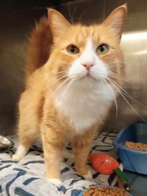 Shelter Stray Male Cat last seen Near BLOCK S LEE MAUR ST, 4522 W 3500 S, West Valley City, UT 84120, USA