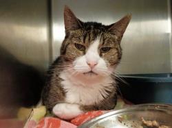 Shelter Stray Male Cat last seen Near BLOCK W 4240 S, TAYLORSVILLE UT 84129, 4522 W 3500 S, West Valley City, UT 84120, USA