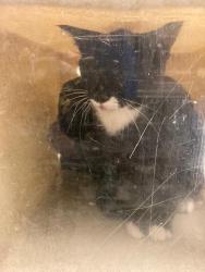 Shelter Stray Unknown Cat last seen Near BLOCK W CORTNEY DR, 4522 W 3500 S, West Valley City, UT 84120, USA