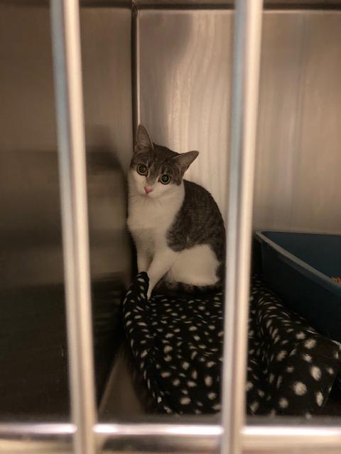 Shelter Stray Female Cat last seen Near BLOCK S 4000, 4522 W 3500 S, West Valley City, UT 84120, USA