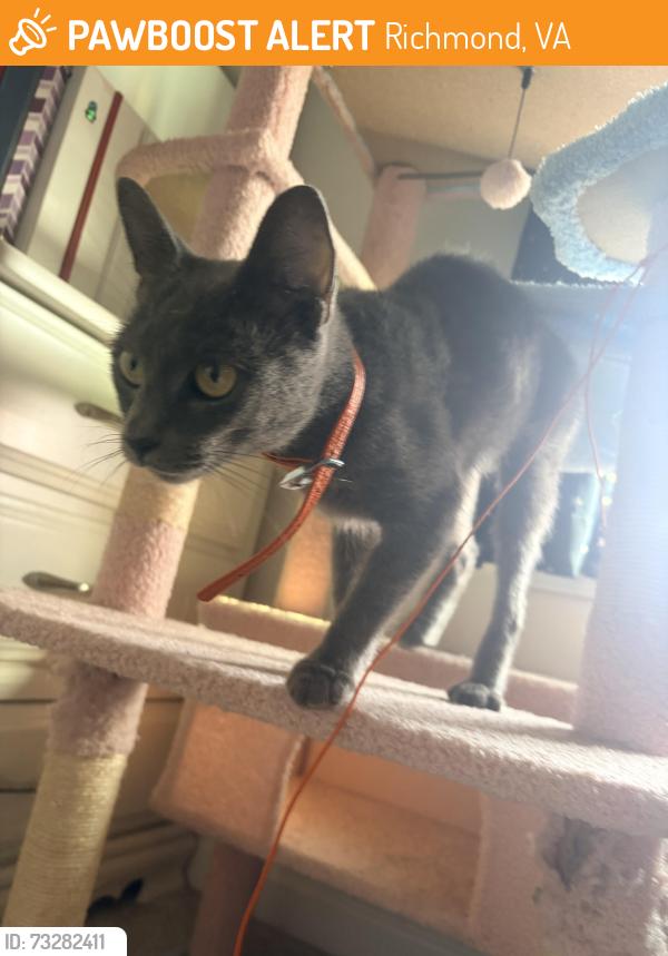 Found/Stray Female Cat last seen Mankin mansion, Richmond, VA 23223