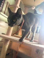 Found/Stray Female Cat last seen Mankin mansion, Richmond, VA 23223