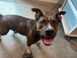 Shelter Stray Female Dog last seen NUMBER TWO RD/SILVERWOOD RD, HOWEY IN THE HILLS, 12280 County Rd 448, Tavares, FL 32778, USA