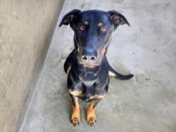 Shelter Stray Male Dog last seen , 14409 Vanowen St, Van Nuys, CA 91405, USA