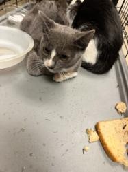 Shelter Stray Male Cat last seen , 14409 Vanowen St, Van Nuys, CA 91405, USA