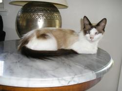 Shelter Stray Female Cat last seen CASSINI WAY/WESTCHESTER WAY, 95621, 3839 Bradshaw Rd, Sacramento, CA 95827, USA