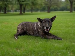 Shelter Stray Female Dog last seen , 38550 Sierra Hwy, Palmdale, CA 93550, USA