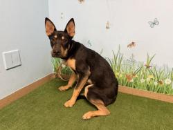 Shelter Stray Male Dog last seen , 38550 Sierra Hwy, Palmdale, CA 93550, USA
