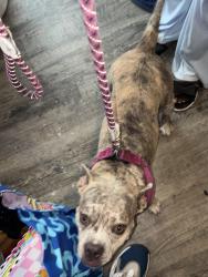 Found/Stray Female Dog last seen Olympia and Hayes rd, Houston, TX 77077