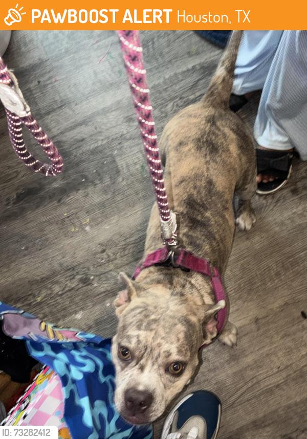 Found/Stray Female Dog last seen Olympia and Hayes rd, Houston, TX 77077