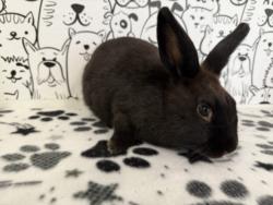 Shelter Stray Male Other last seen , 11361 W Pico Blvd, Los Angeles, CA 90064, USA