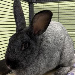 Shelter Stray Female Other last seen CORONA ST & 85, 12155 Park Blvd, Brighton, CO 80601, USA