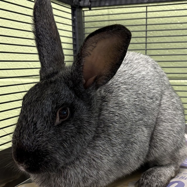 Shelter Stray Female Other last seen CORONA ST & 85, 12155 Park Blvd, Brighton, CO 80601, USA