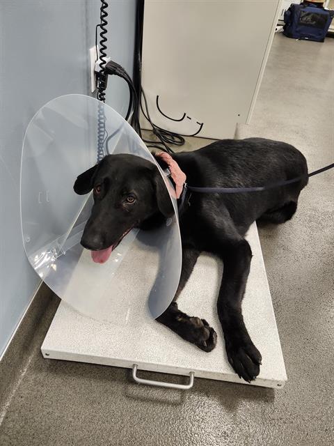 Shelter Stray Male Dog last seen Near BLOCK ROBERTS DR, BLACK DIAMOND WA 98010, 21615 64th Ave S, Kent, WA 98032, USA