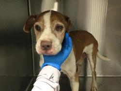 Shelter Stray Male Dog last seen Near BLOCK BOB HOPE DR, CATHEDRAL CITY CA 92276, 72050 Pet Land Pl, Thousand Palms, CA 92276, USA
