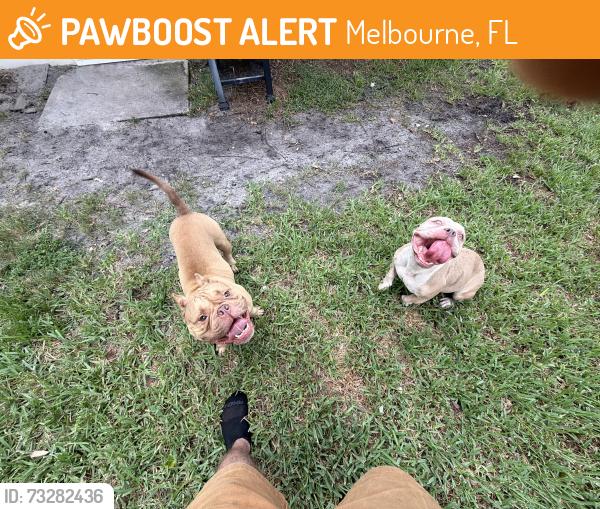 Found/Stray Male Dog last seen Stuart and parkway in Melbourne at my hse in greenbriar villiage, Melbourne, FL 32935