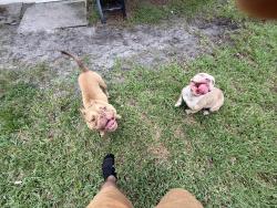Found/Stray Male Dog last seen Stuart and parkway in Melbourne at my hse in greenbriar villiage, Melbourne, FL 32935