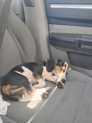 Lost Female Dog last seen McDonald's parking lot, Funeral home right next to it, gas station next to McDonald's, Mount Pleasant, TN 38474