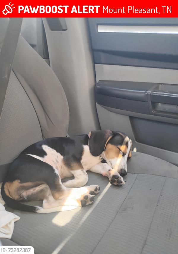 Lost Female Dog last seen McDonald's parking lot, Funeral home right next to it, gas station next to McDonald's, Mount Pleasant, TN 38474