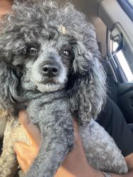 Reunited Male Dog last seen Roaming apmt Complex, Spotsylvania Courthouse, VA 22553