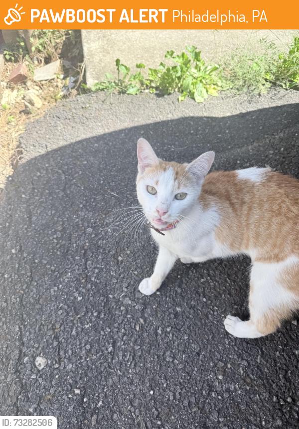 Found/Stray Unknown Cat last seen Buist, Philadelphia, PA 19153